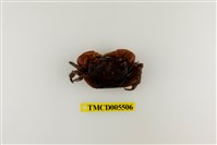 藏品(奧氏後相手蟹)的圖片